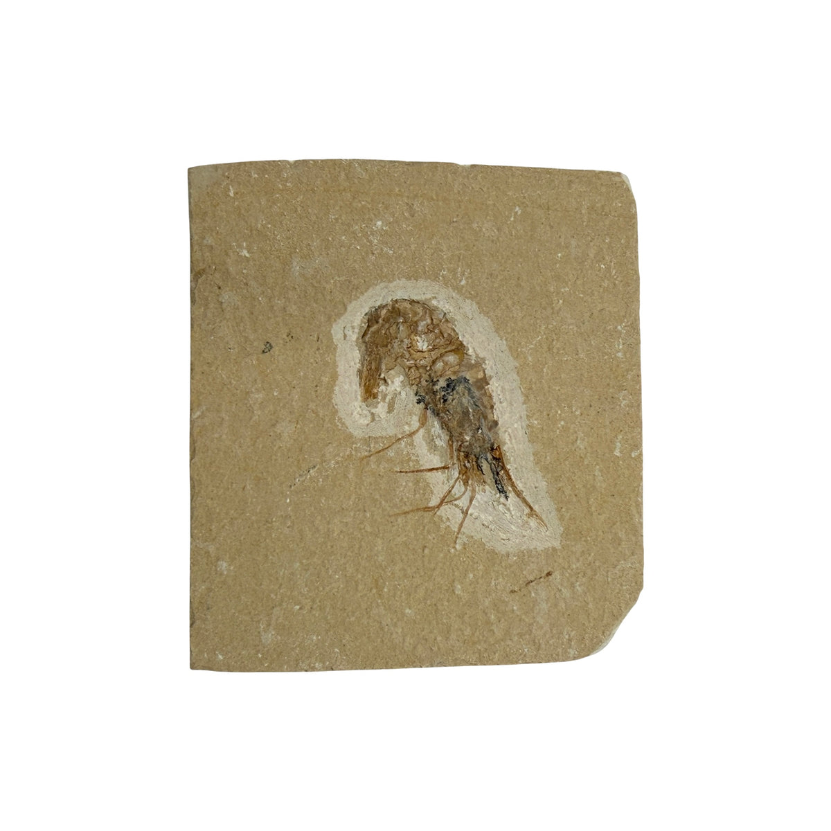 Fossil Shrimp (Carpopenaeus)