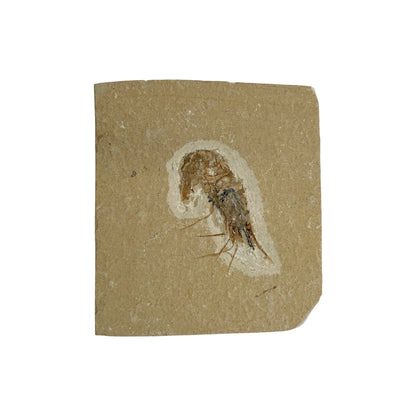Fossil Shrimp (Carpopenaeus)