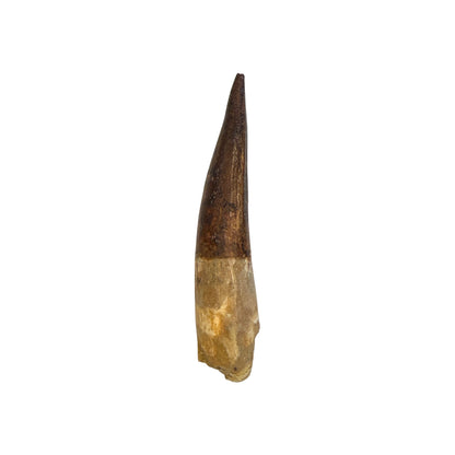 Fossilized Dinosaur Tooth (Restored Spinosaurus)