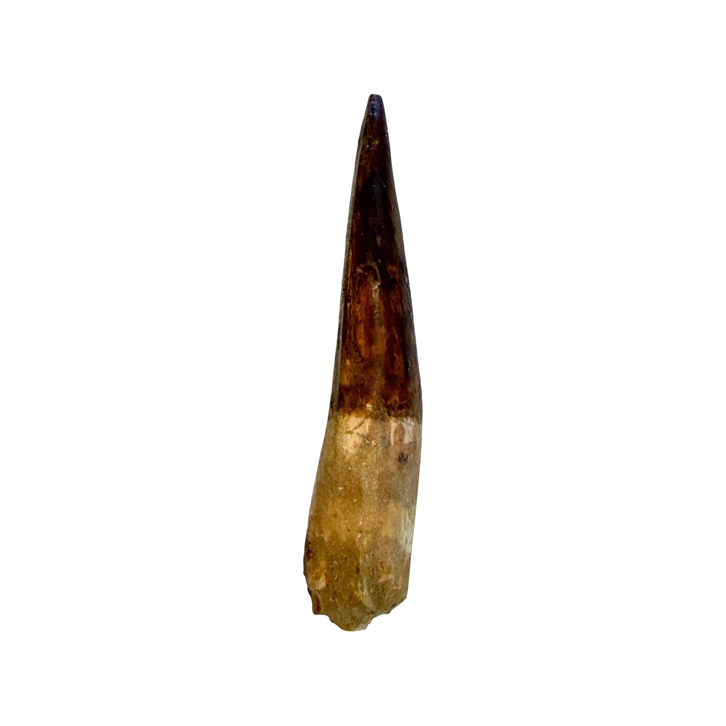Fossilized Dinosaur Tooth (Restored Spinosaurus)