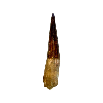 Fossilized Dinosaur Tooth (Restored Spinosaurus)