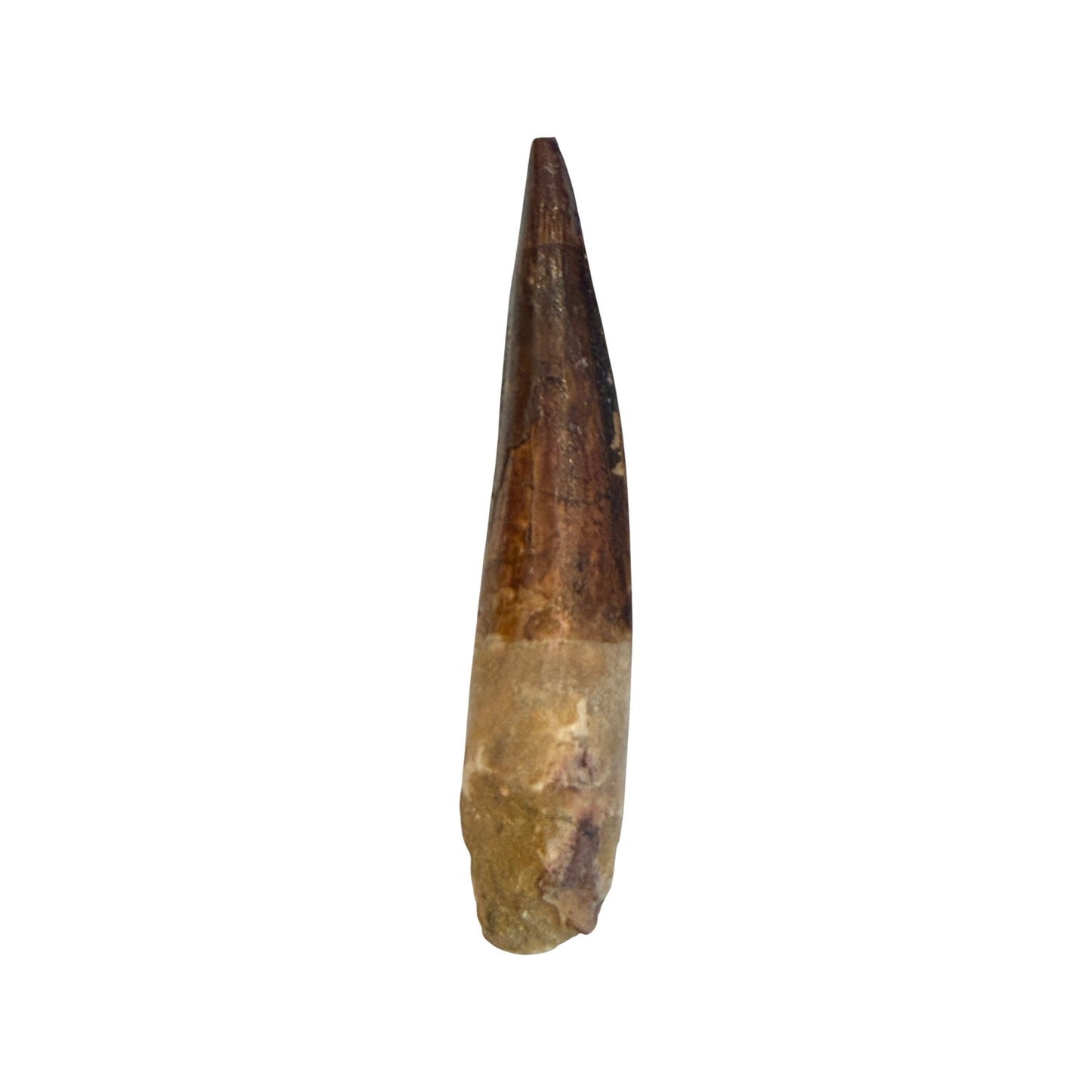 Fossilized Dinosaur Tooth (Restored Spinosaurus)