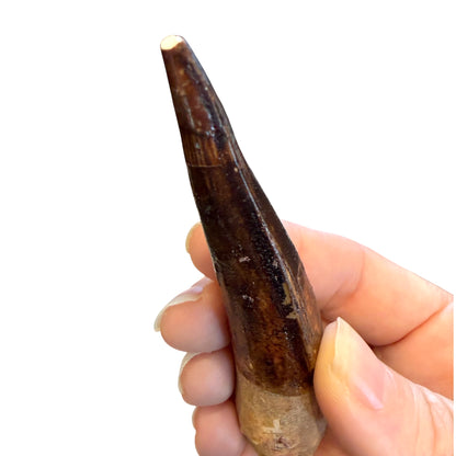 Fossilized Dinosaur Tooth (Restored Spinosaurus)