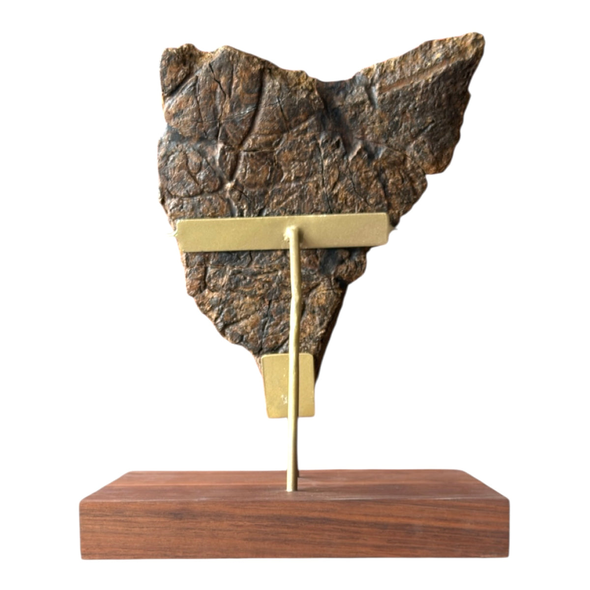 Triceratops Frill + Stand