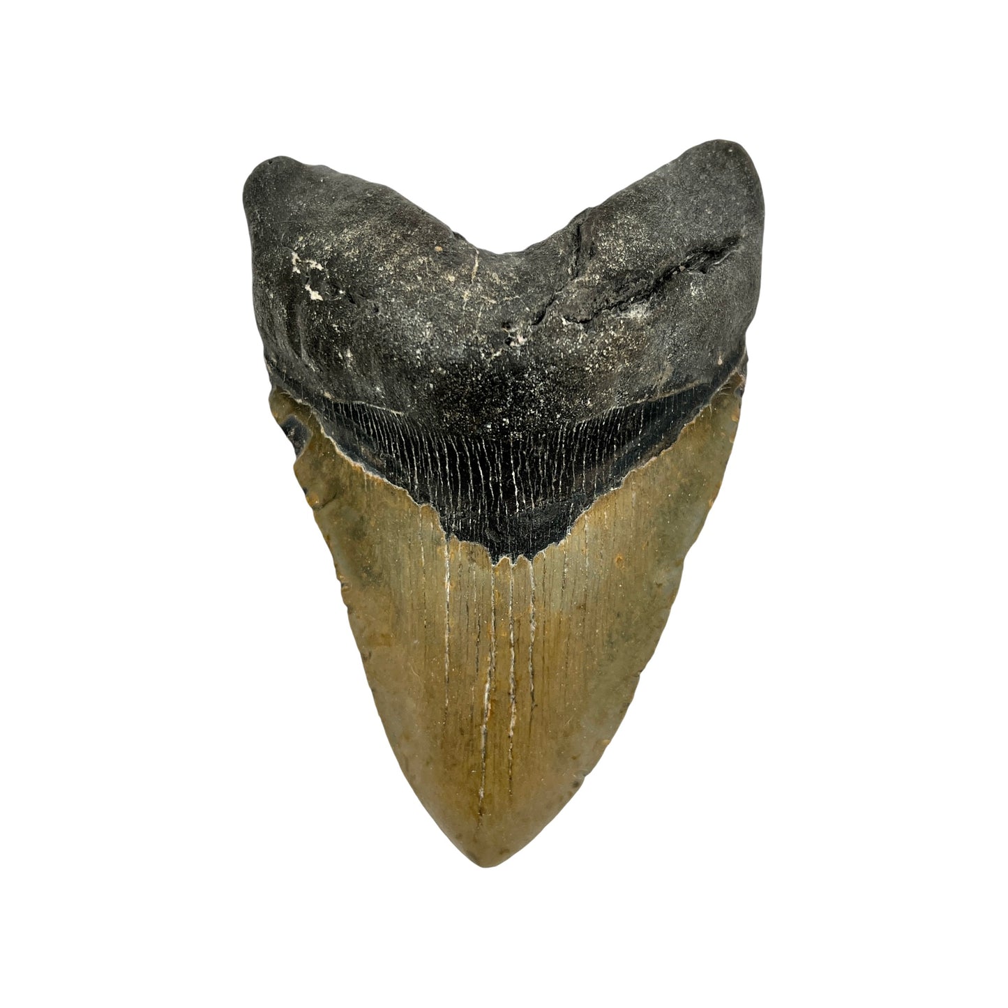 5.5" Megalodon Tooth Fossil with Stand