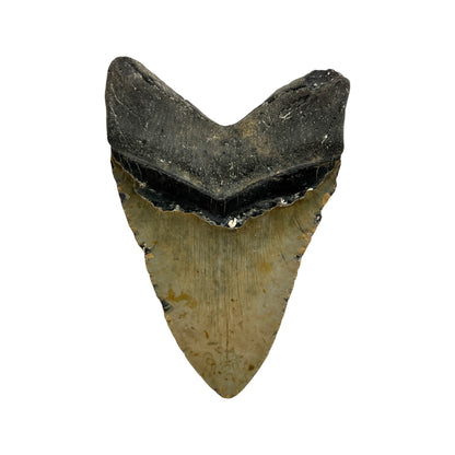 5.5" Megalodon Tooth Fossil with Stand