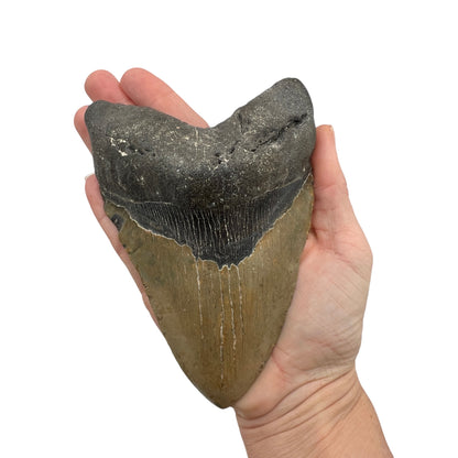 5.5" Megalodon Tooth Fossil with Stand