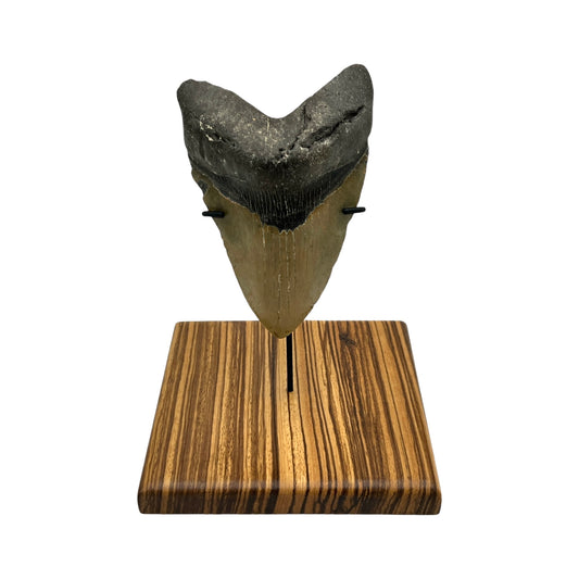 5.5" Megalodon Tooth Fossil with Stand