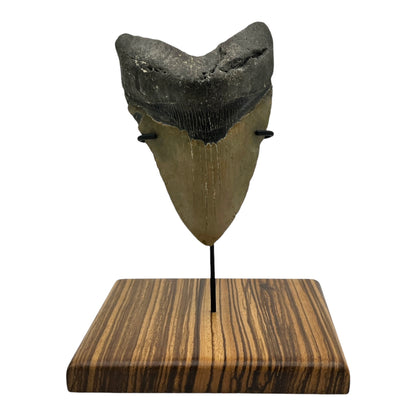 5.5" Megalodon Tooth Fossil with Stand