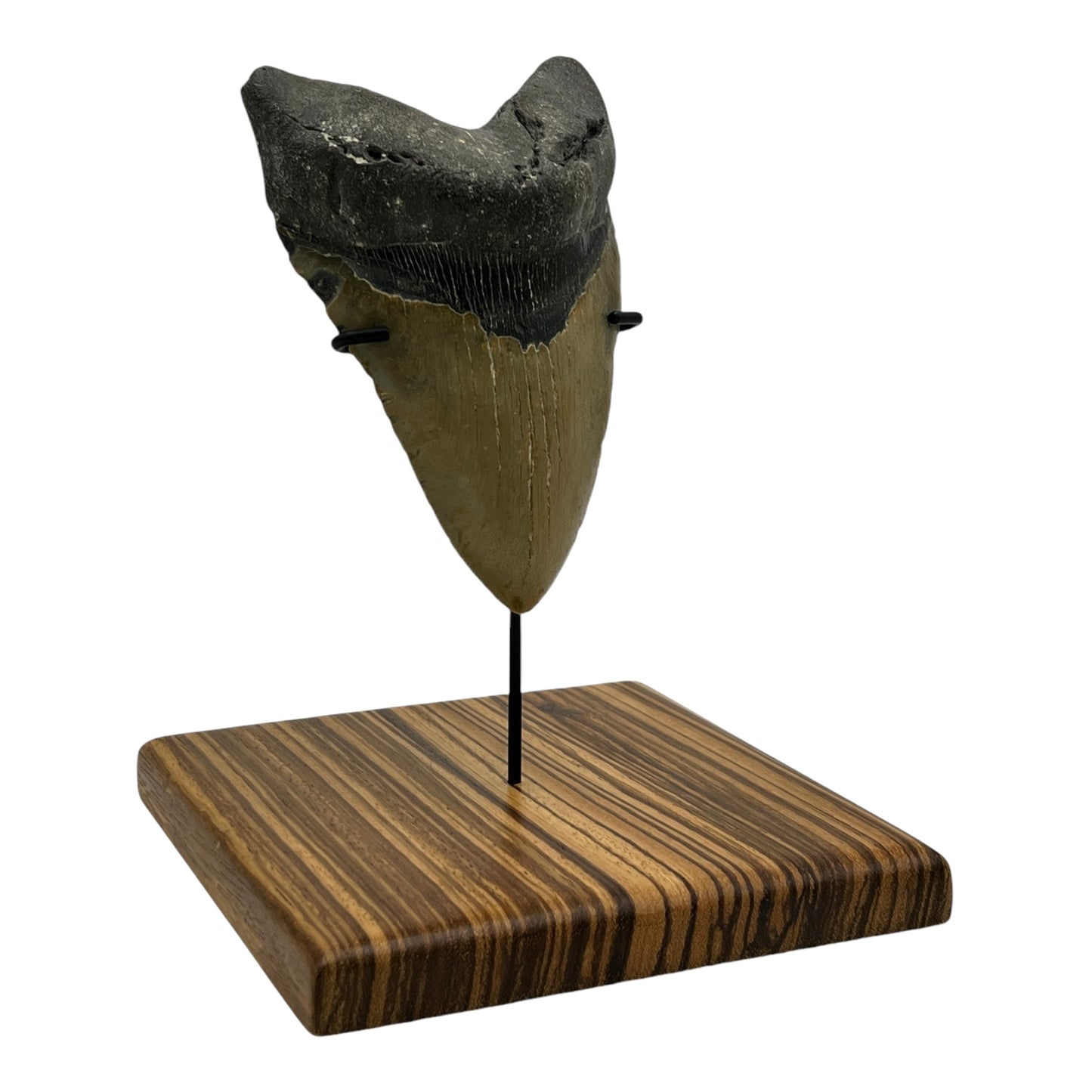 5.5" Megalodon Tooth Fossil with Stand