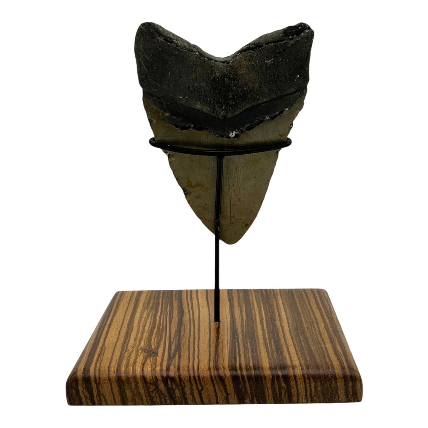 5.5" Megalodon Tooth Fossil with Stand