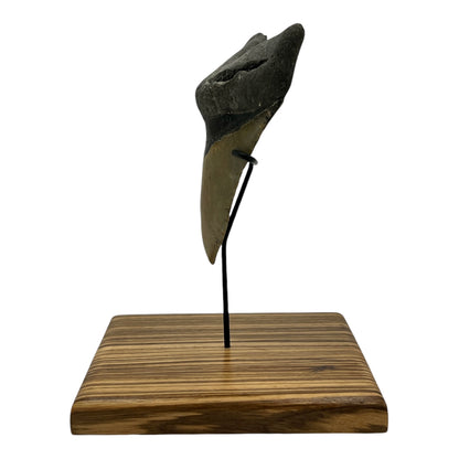 5.5" Megalodon Tooth Fossil with Stand