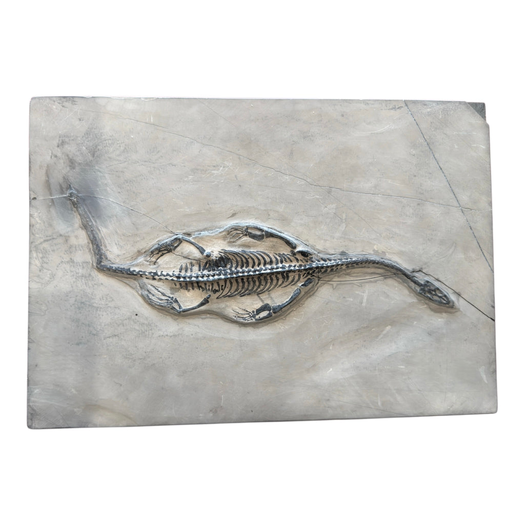 Keichousaurus Fossil