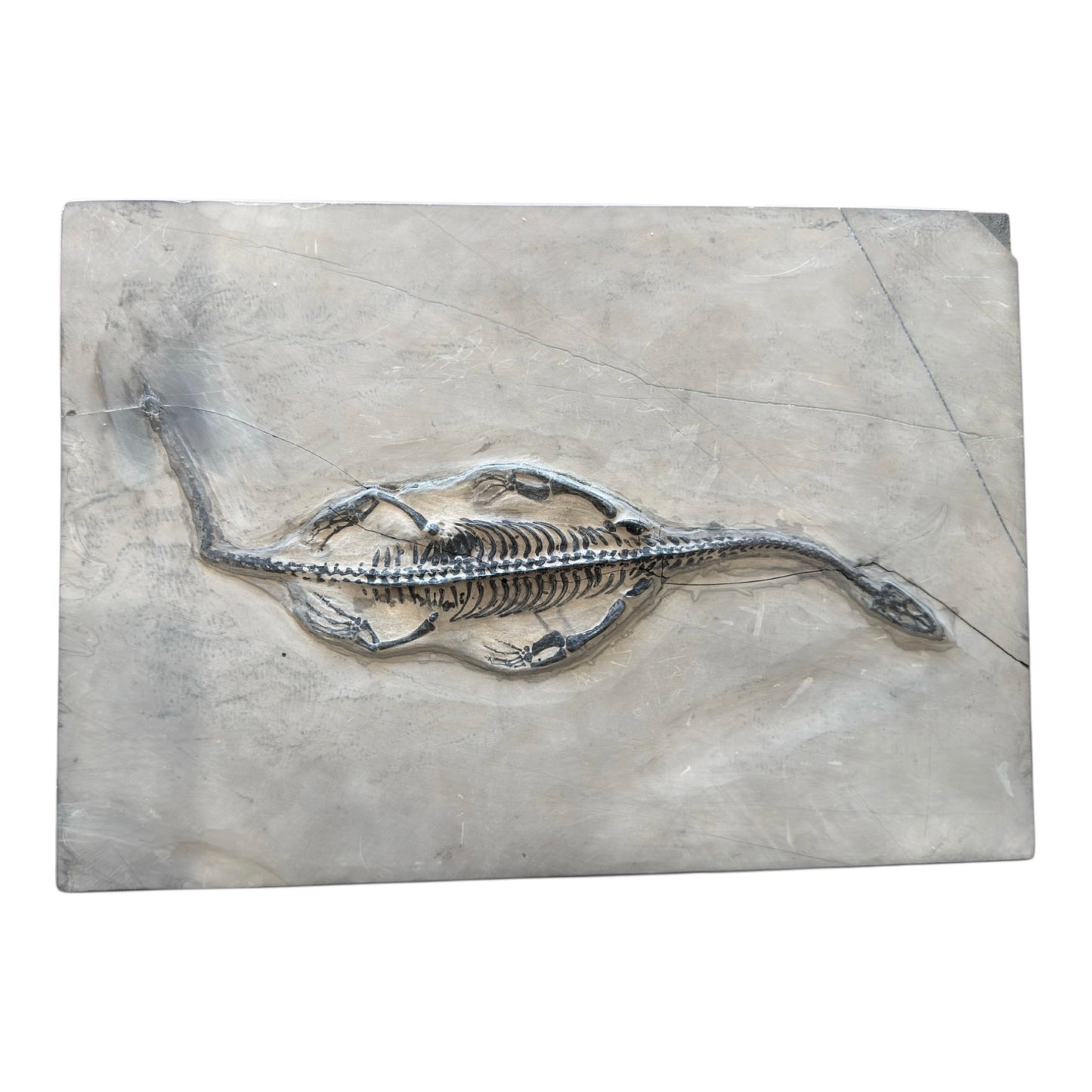Keichousaurus Fossil