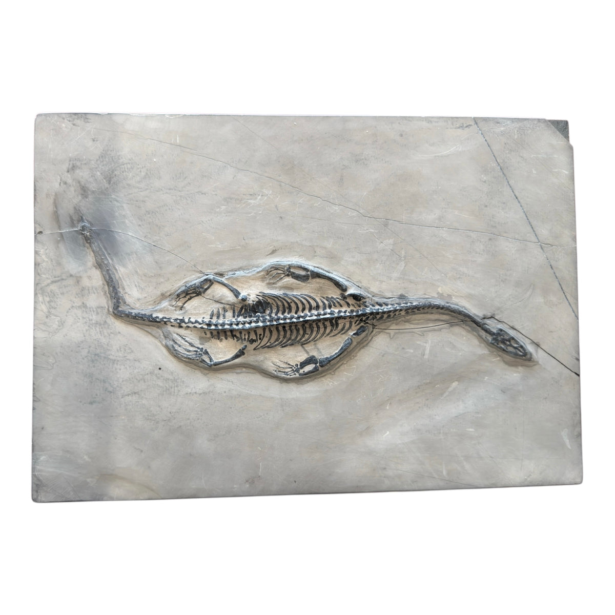 Keichousaurus Fossil