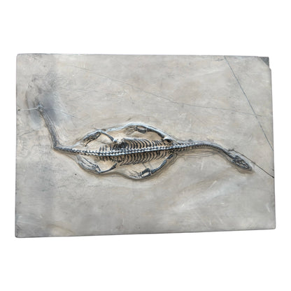 Keichousaurus Fossil
