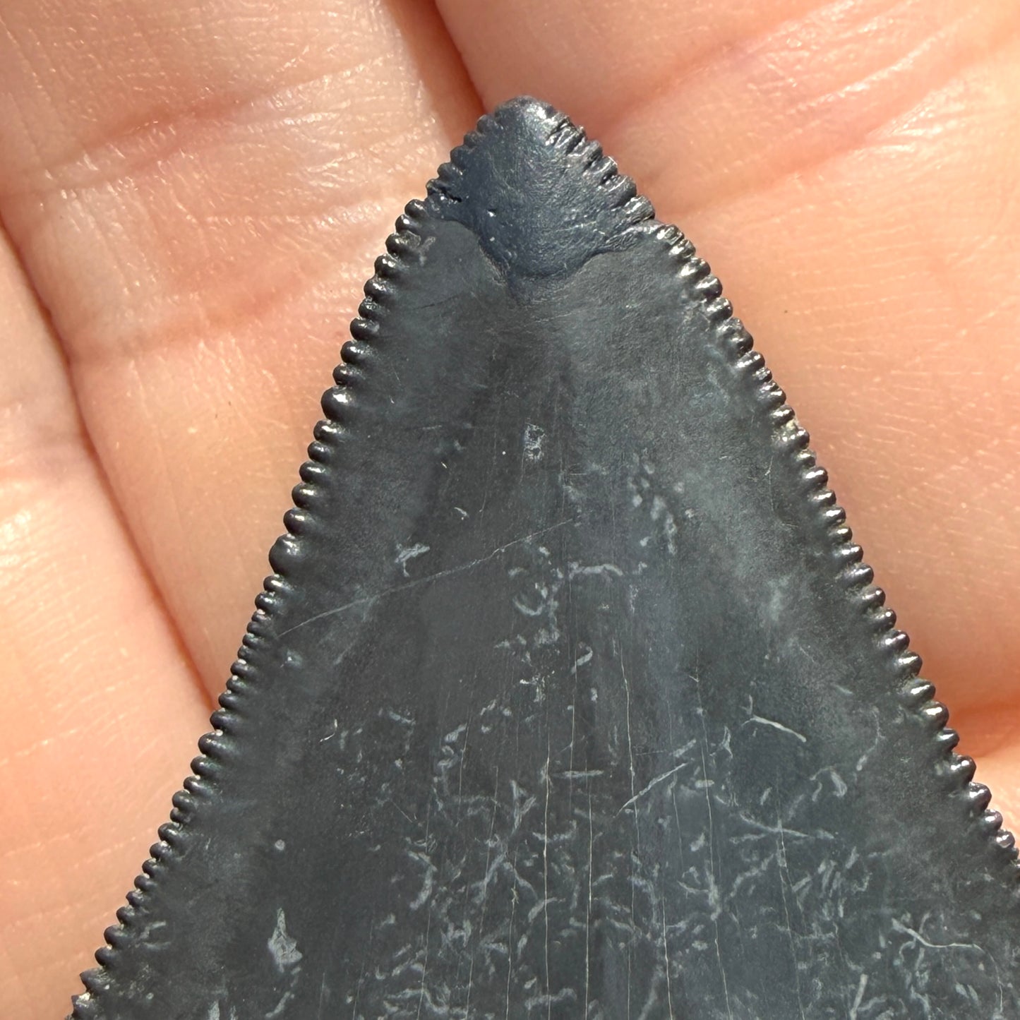 Fossil Shark Tooth (Megalodon Tooth, 2.25")