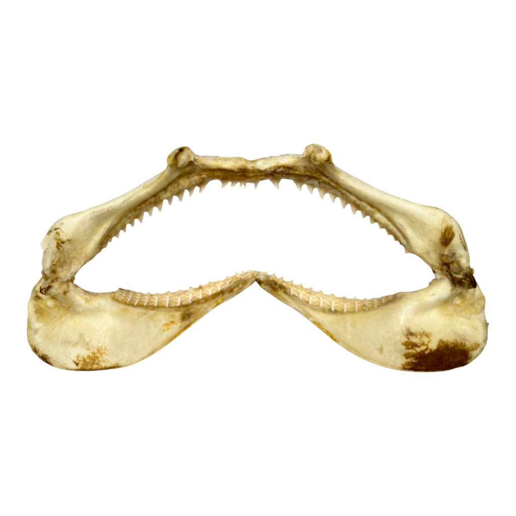 Shark Jaw (Silky Shark, 15.5")