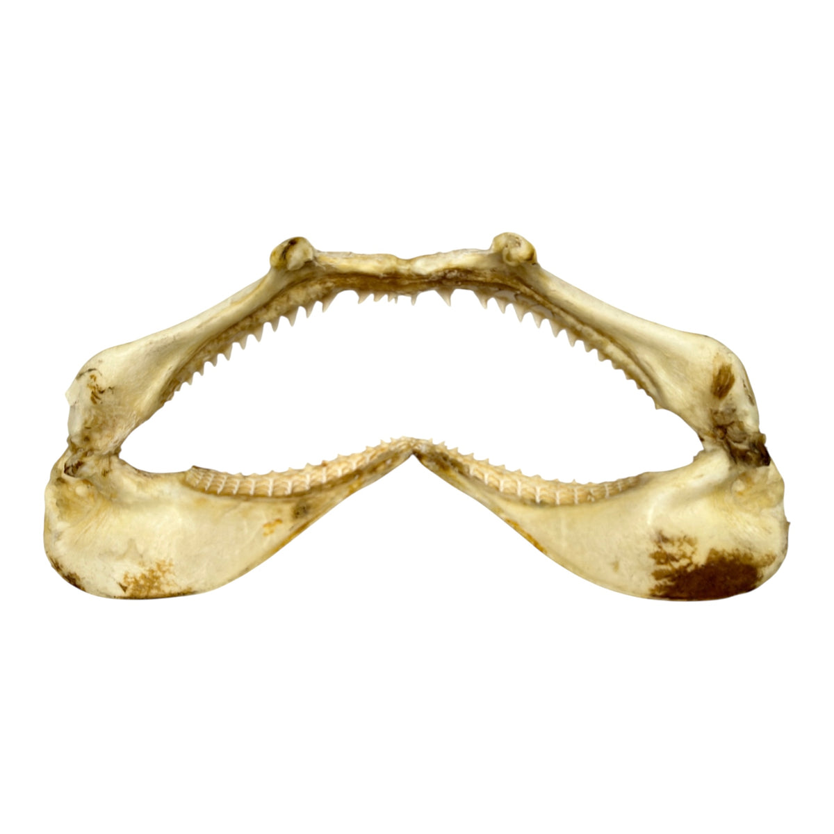 Shark Jaw (Silky Shark, 15.5")