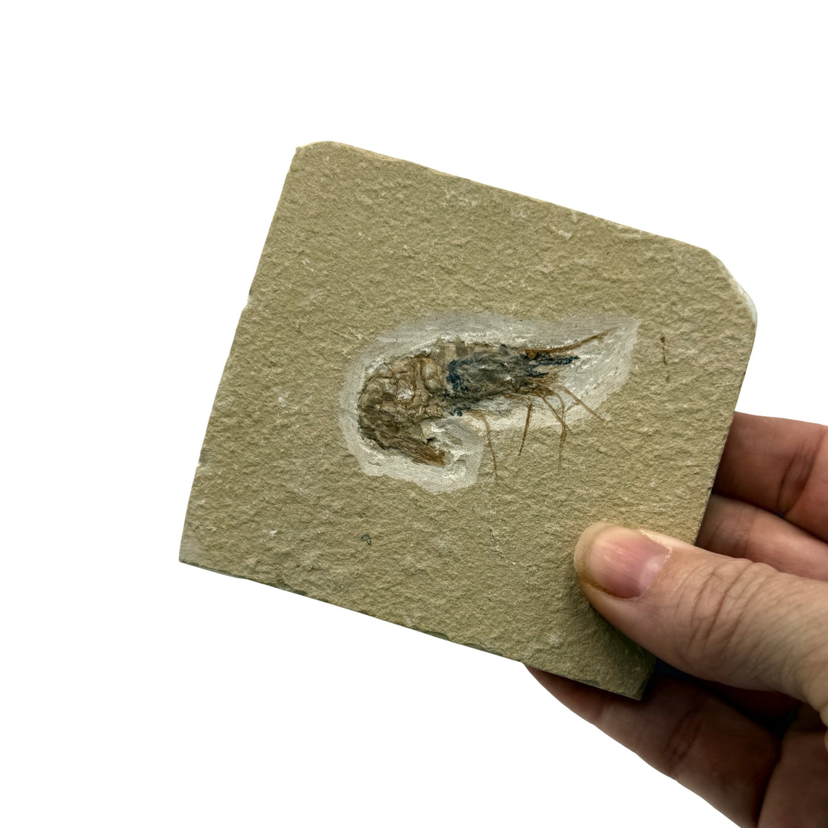 Fossil Shrimp (Carpopenaeus)