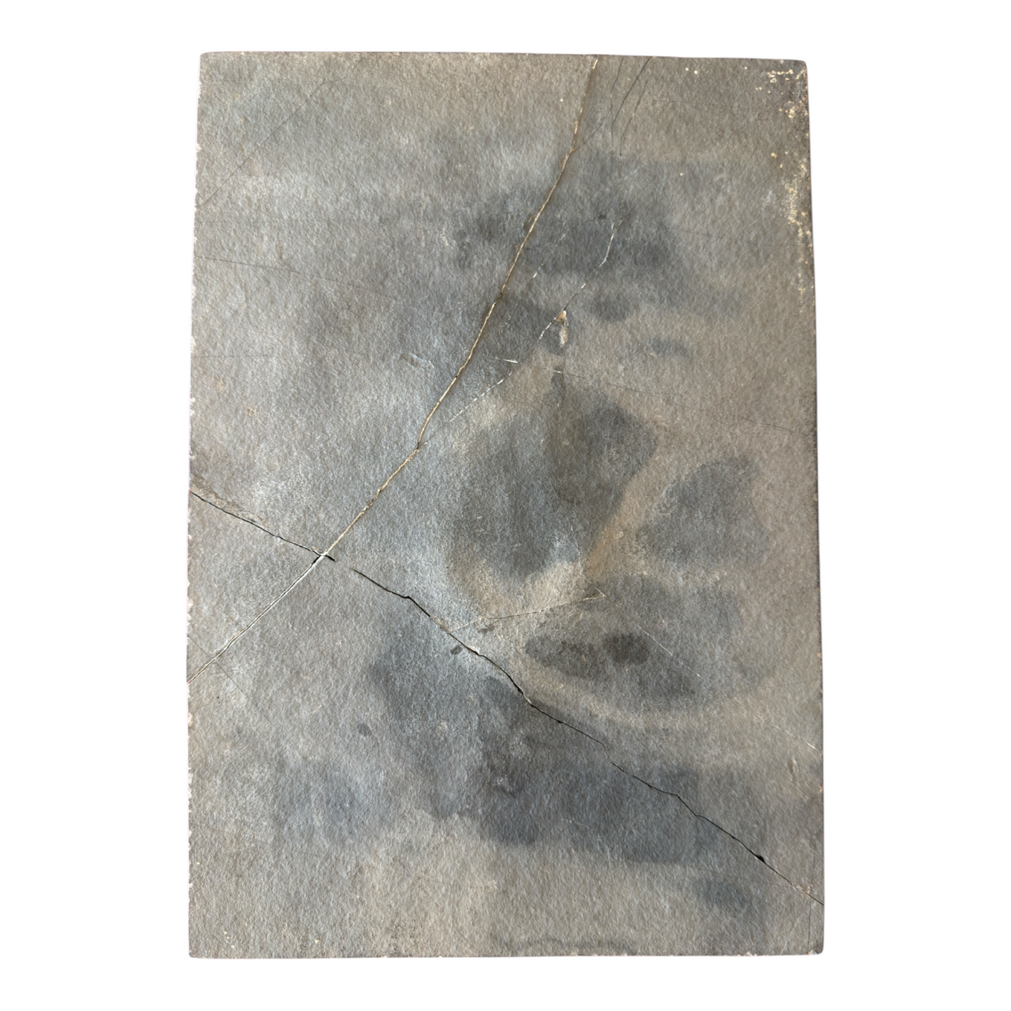 Keichousaurus Fossil
