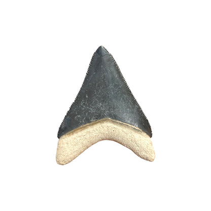 Fossil Shark Tooth (Megalodon Tooth, 2.25")