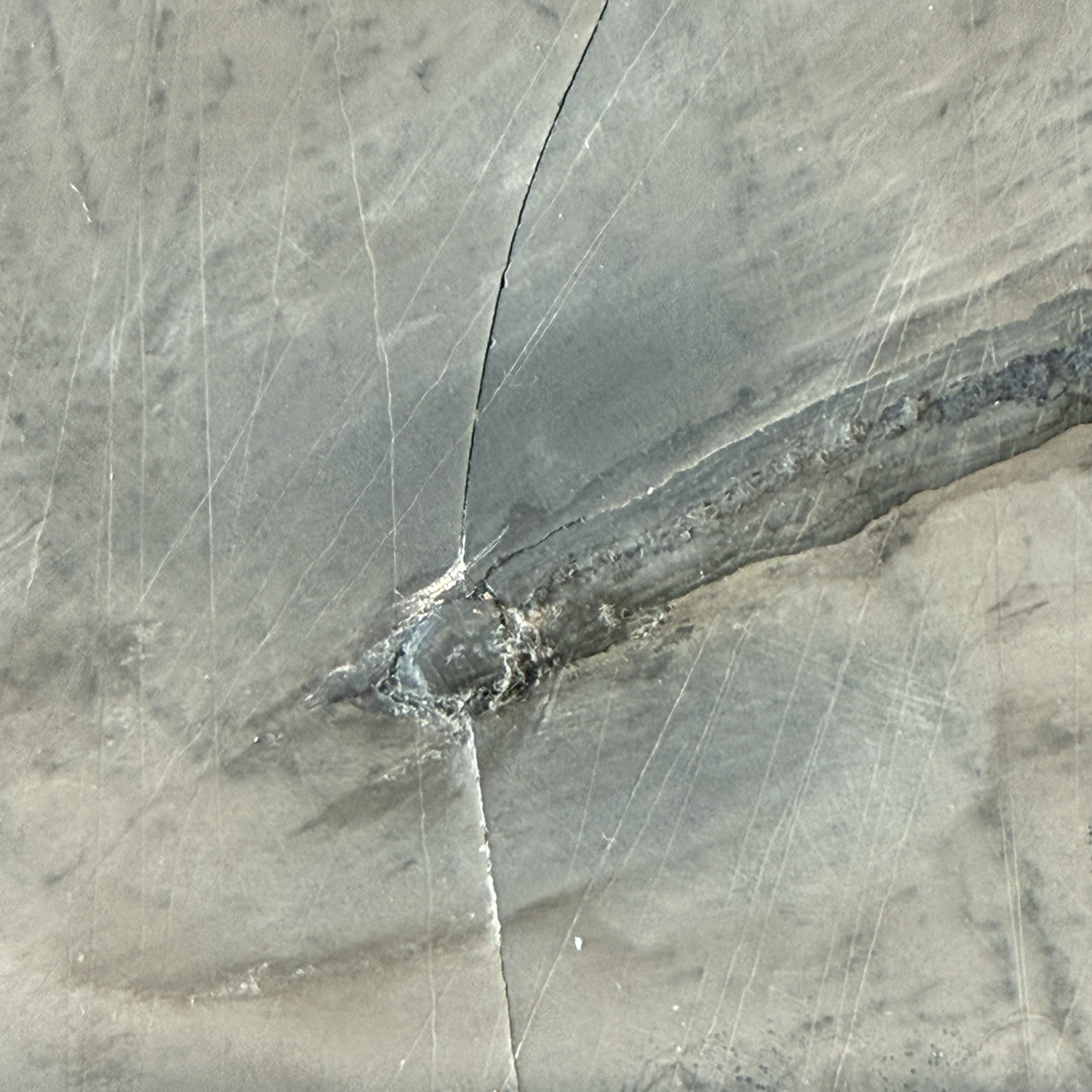 Keichousaurus Fossil