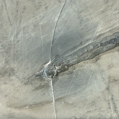 Keichousaurus Fossil