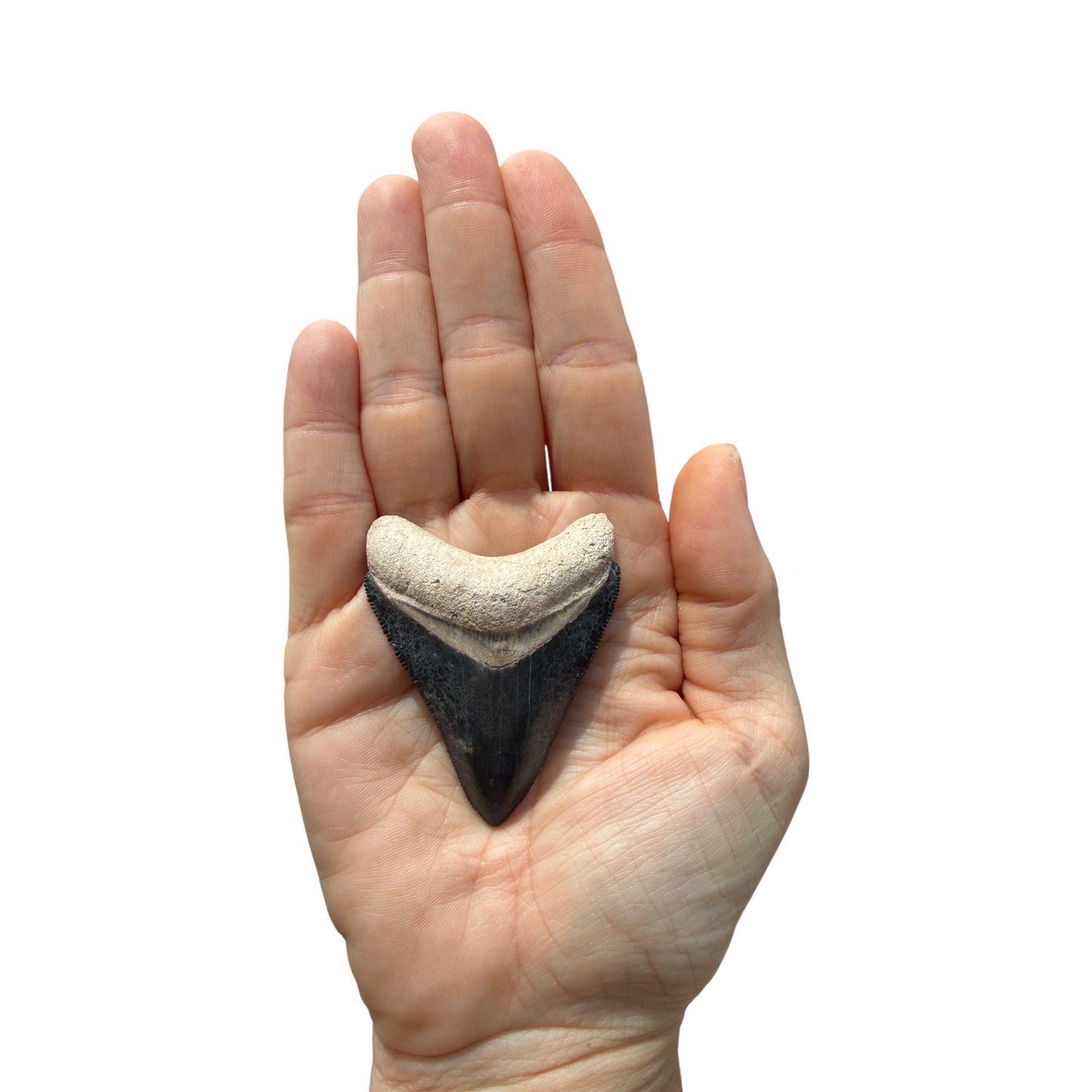 Fossil Shark Tooth (Megalodon Tooth, 2.25")