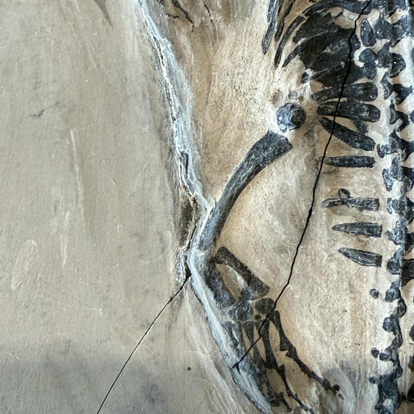 Keichousaurus Fossil