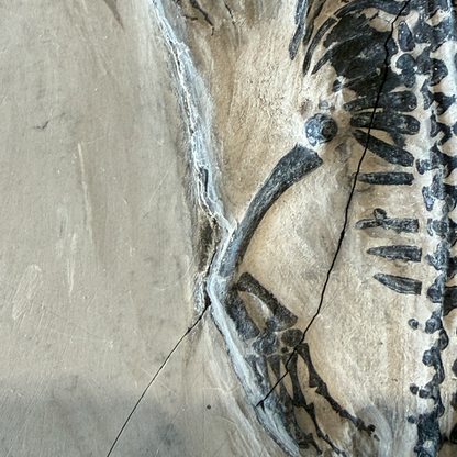 Keichousaurus Fossil