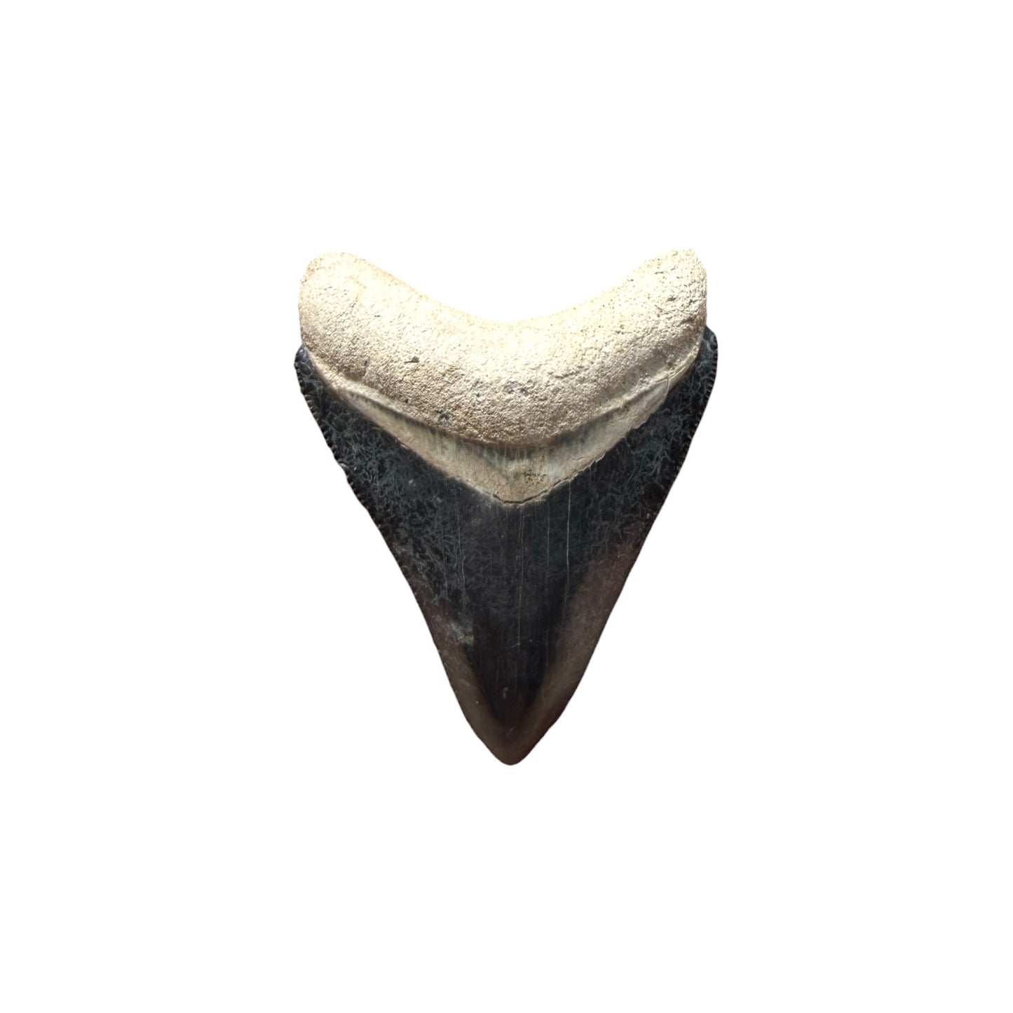 Fossil Shark Tooth (Megalodon Tooth, 2.25")