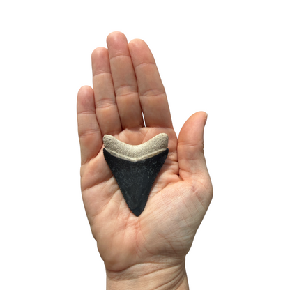 Fossil Shark Tooth (Megalodon Tooth, 2.25")