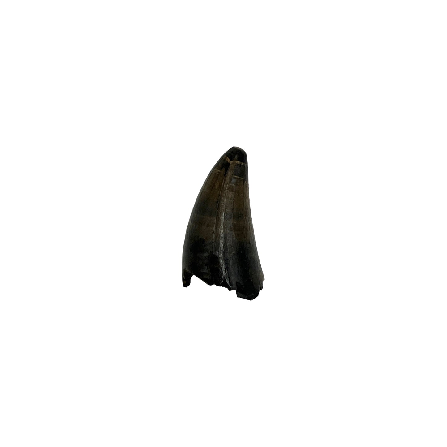 Fossil Alligator Tooth