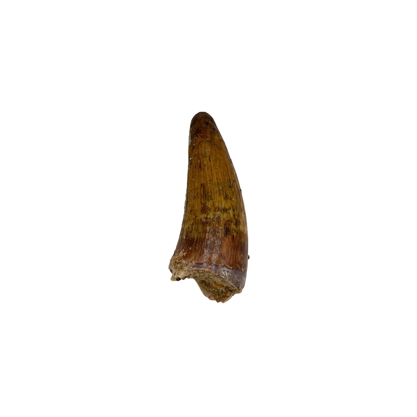 Fossil Crocodile Tooth