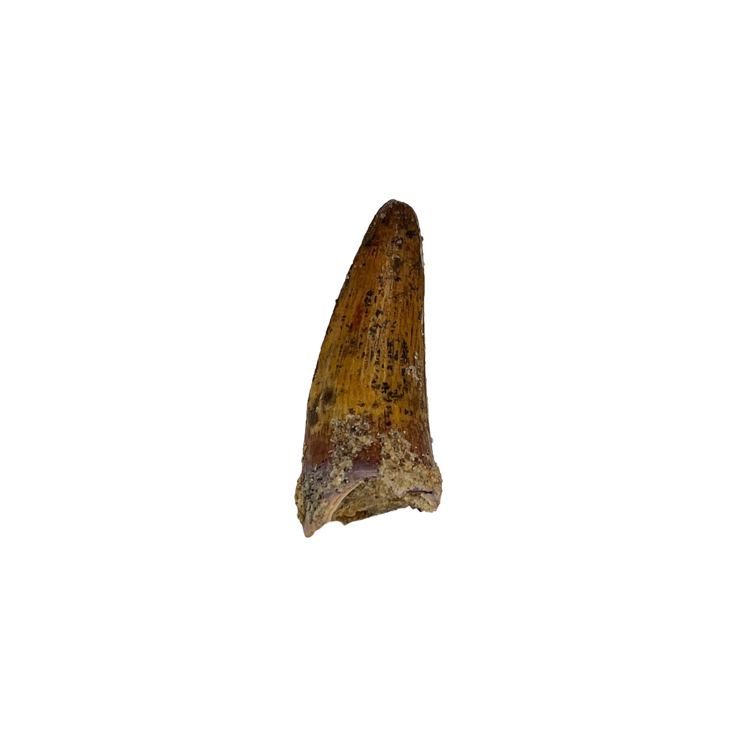 Fossil Crocodile Tooth