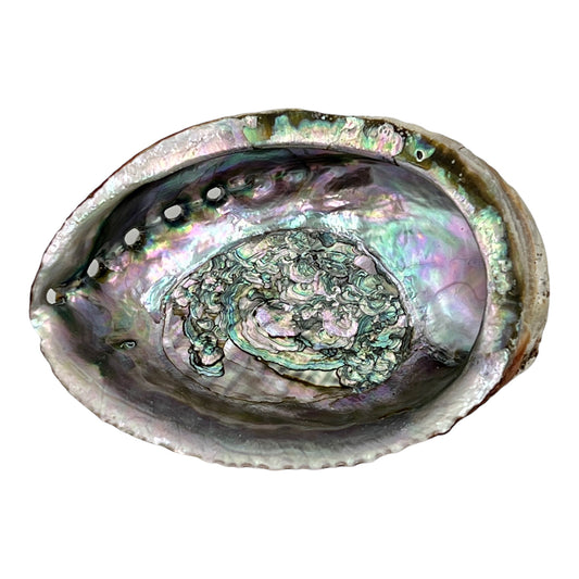 Abalone (5-6" Green Abalone)