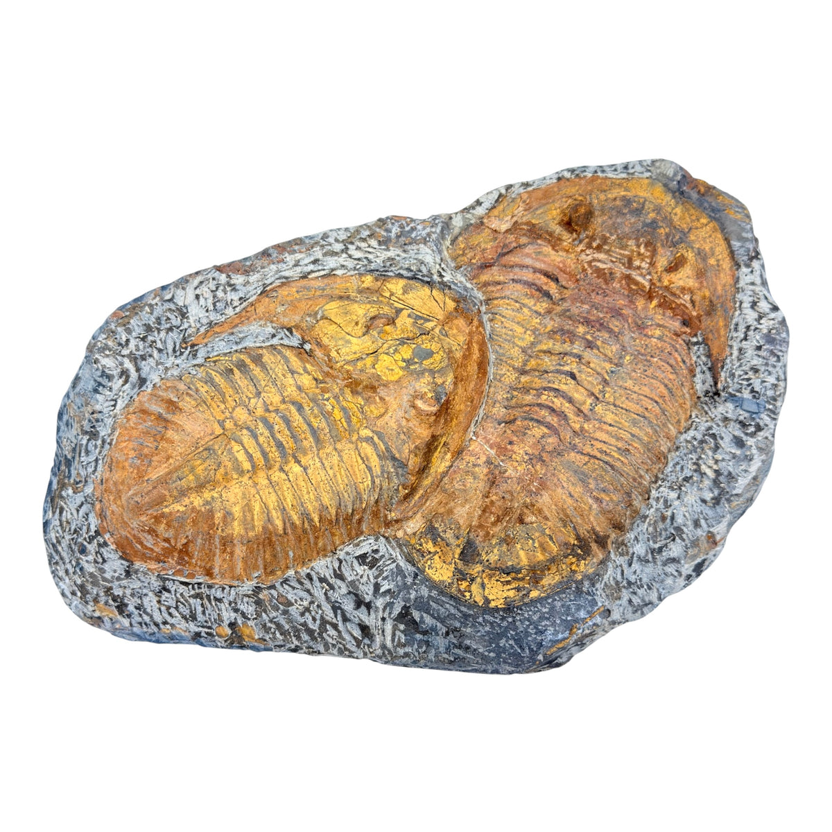 Acadoparadoxides levisettii Trilobite Plate