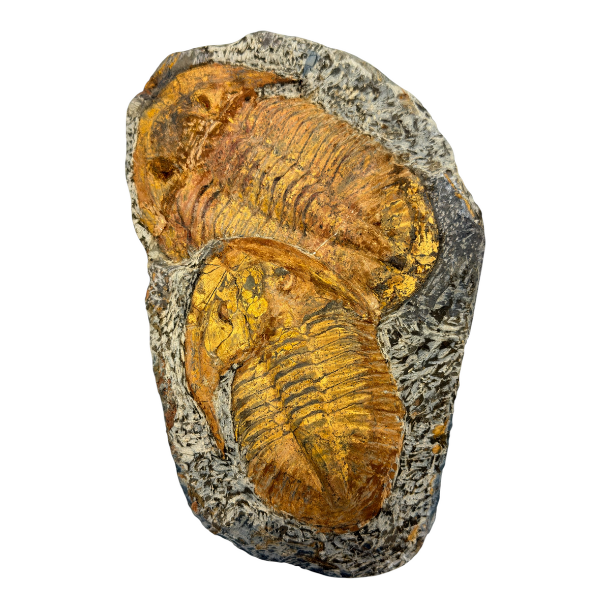 Acadoparadoxides levisettii Trilobite Plate