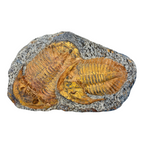 Acadoparadoxides levisettii Trilobite Plate