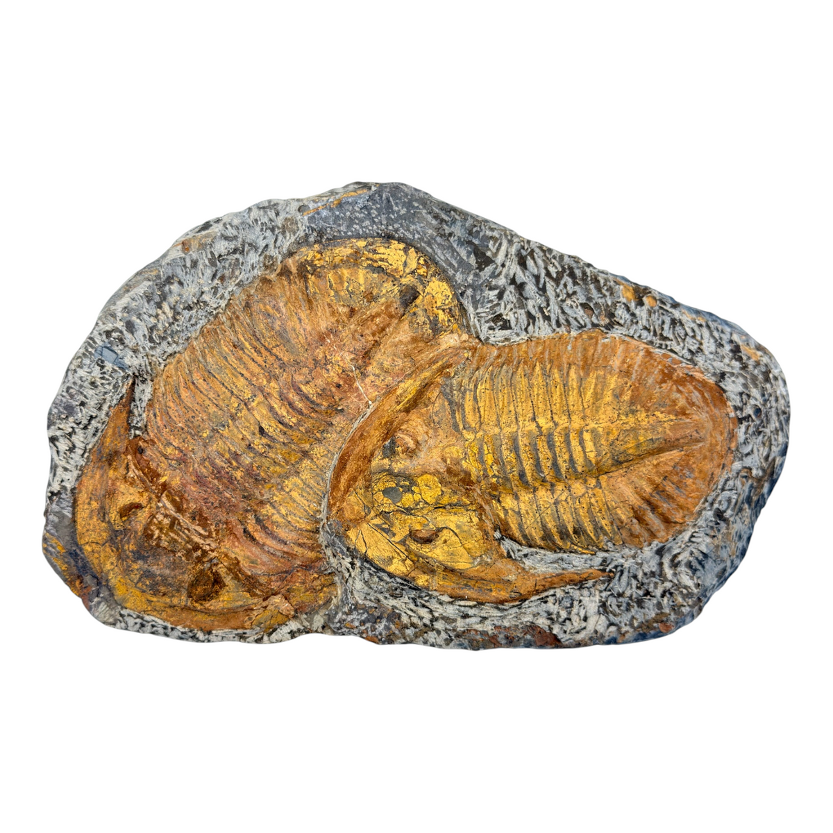 Acadoparadoxides levisettii Trilobite Plate