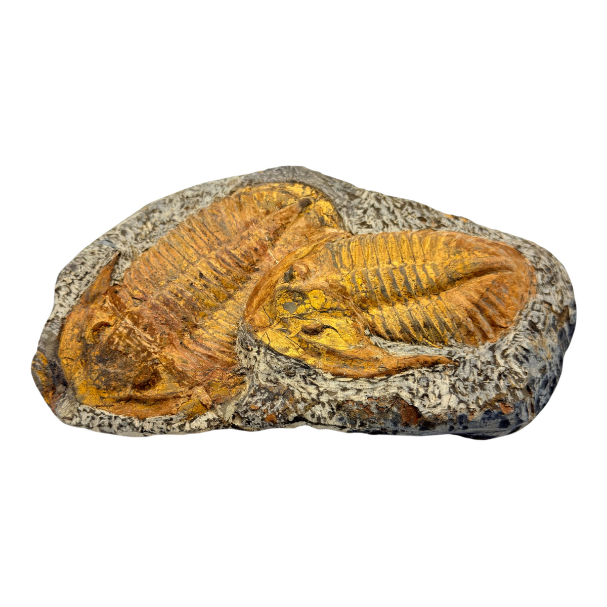 Acadoparadoxides levisettii Trilobite Plate