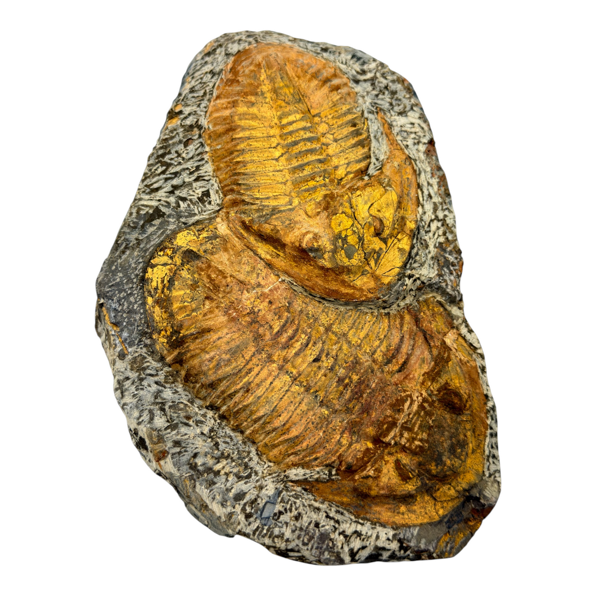 Acadoparadoxides levisettii Trilobite Plate