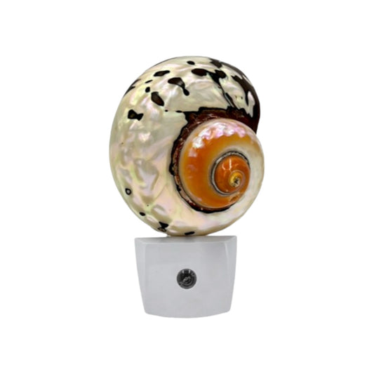 African Turbo Shell Night Light