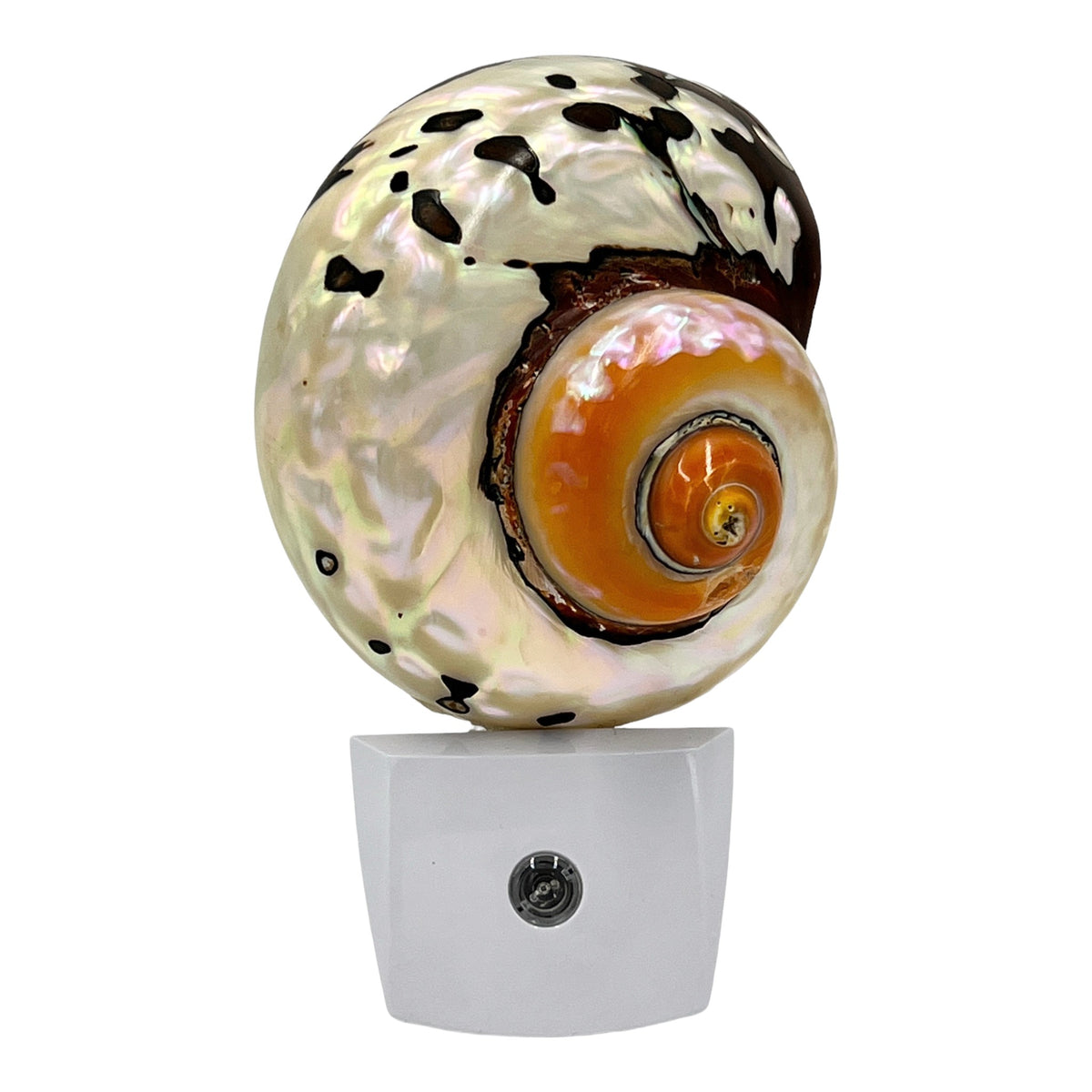 African Turbo Shell Night Light