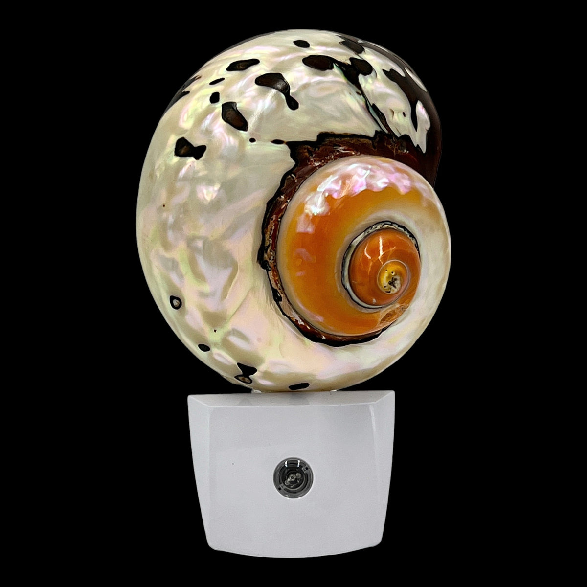 African Turbo Shell Night Light