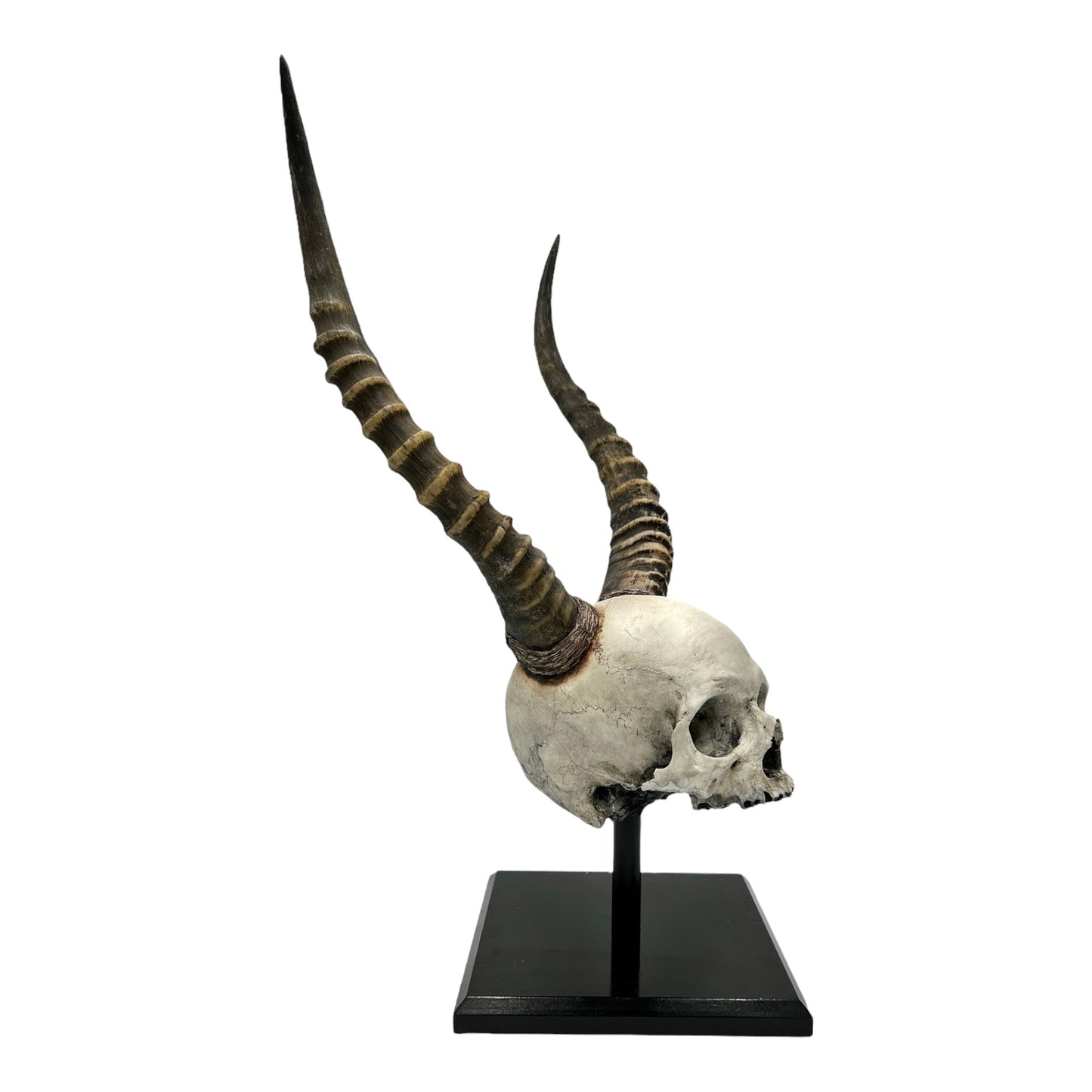 African Voodoo Skull