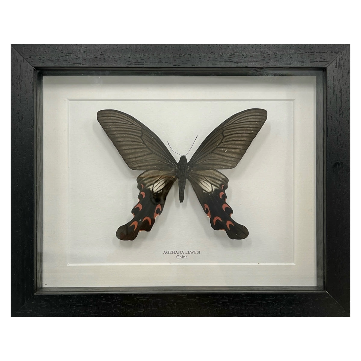 Agehana Elwesi Butterfly