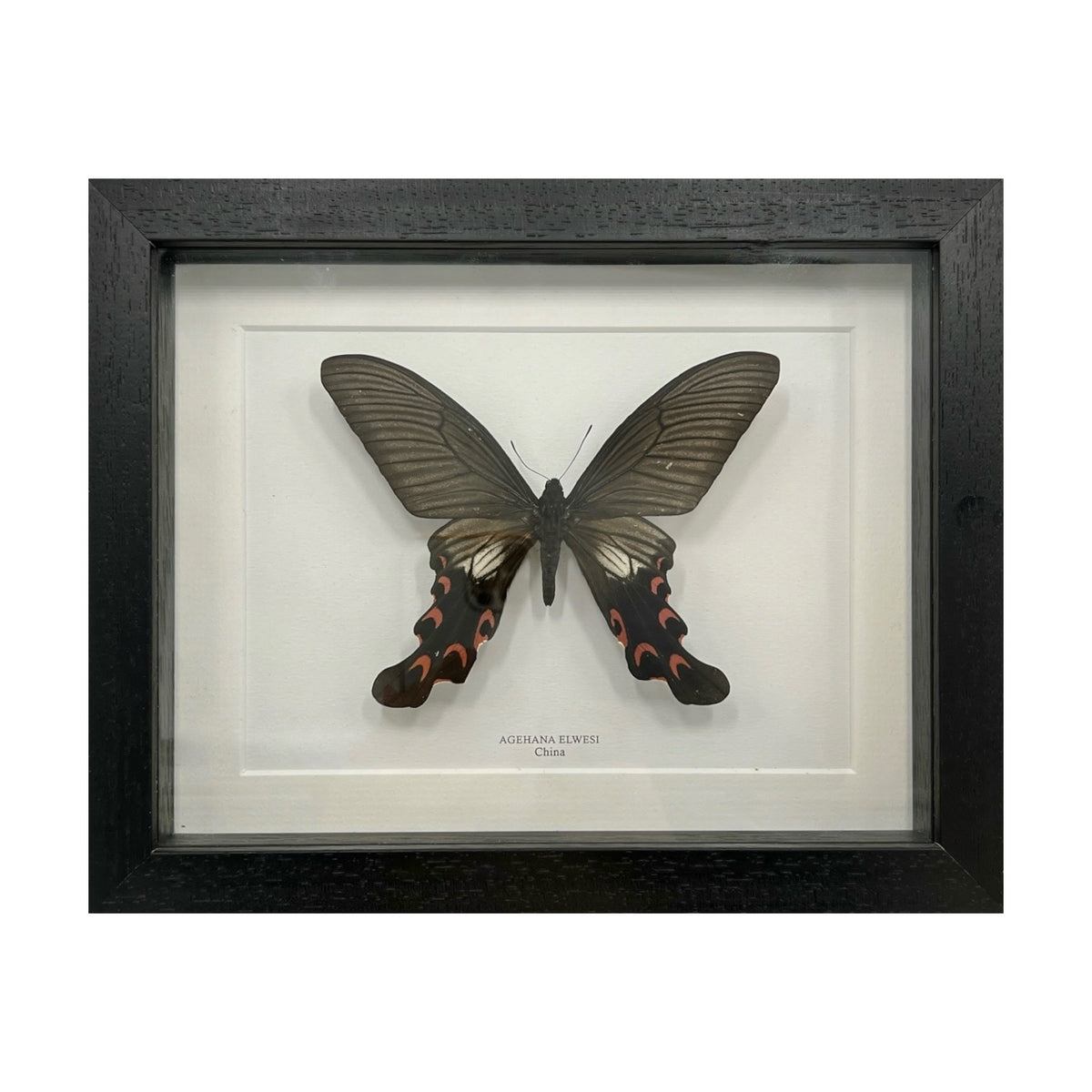 Agehana Elwesi Butterfly