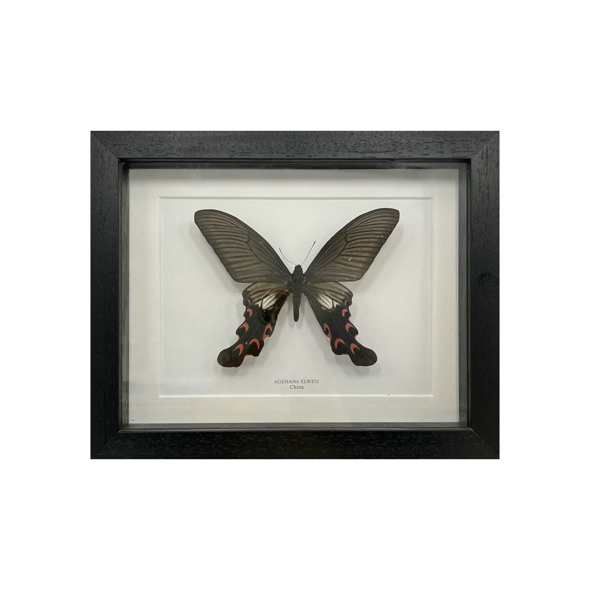 Agehana Elwesi Butterfly
